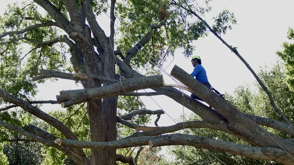 Professional Hazardous Tree Removal performed by certified arborists in Calhoun