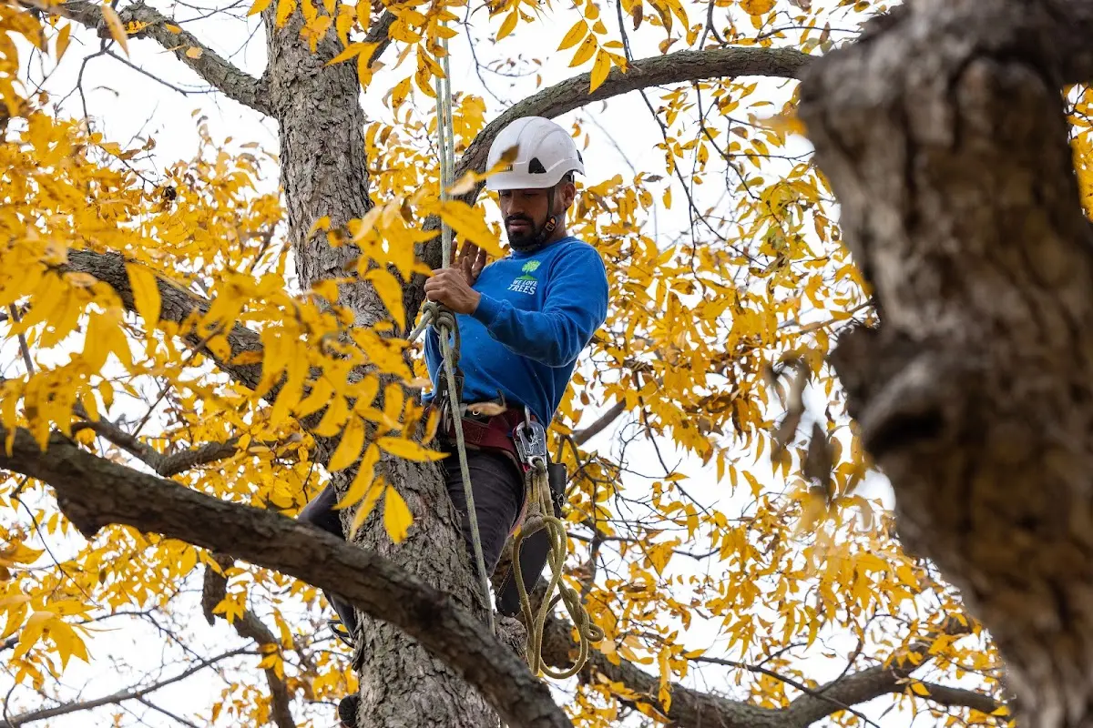 Skilled Storm Damage Cleanup crew working in Calhoun